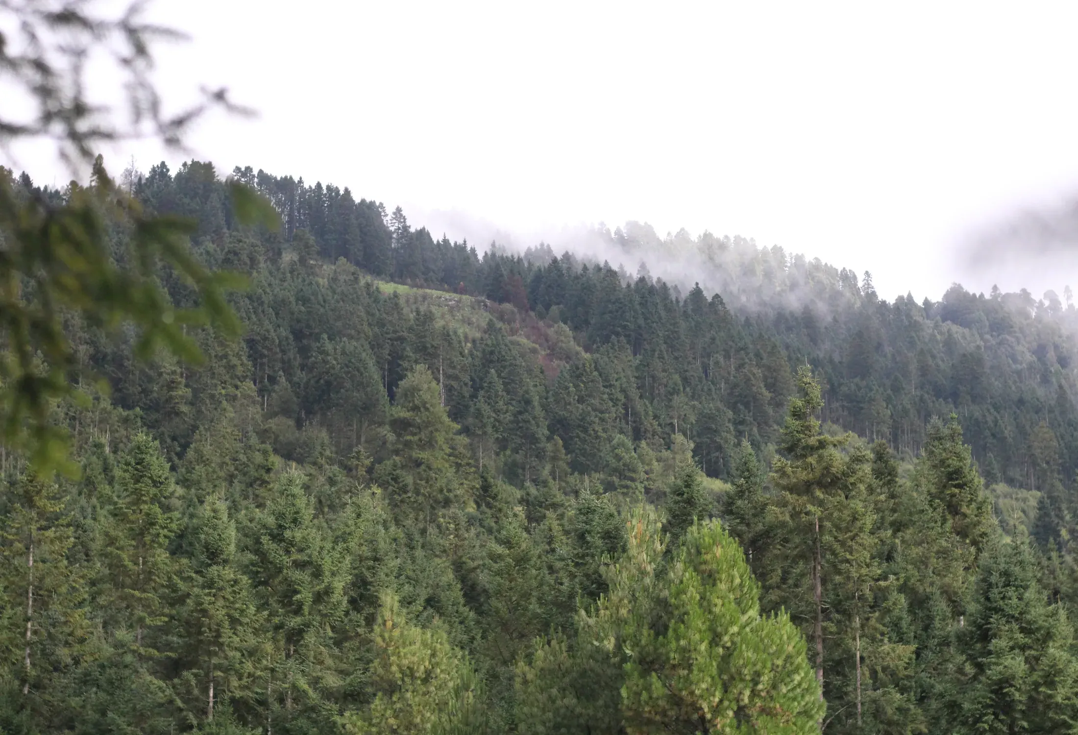 Bosque de montaña entre neblina, universo territorial de Esporas de la Tierra